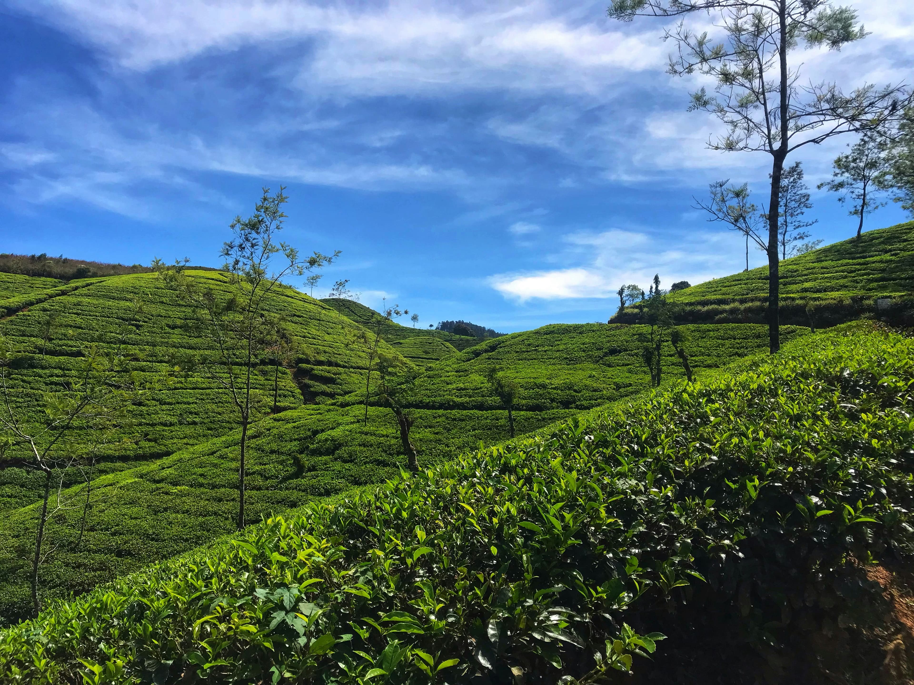 Sri Lankan Tea Plantation